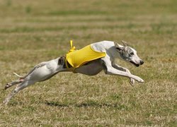 Whippet, żółte, ubranko