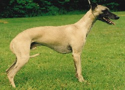 Whippet, zielona, trawa