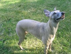 szary, Whippet