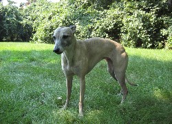 Whippet, zielone, liście