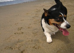 Welsh corgi cardigan, plaża