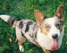 Welsh corgi cardigan, zielona, trawa