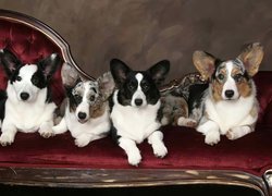 cztery, psy, Welsh corgi cardigan