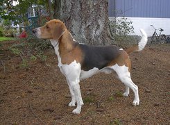 Beagle Harrier, drzewo, rower