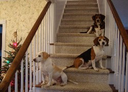 trzy, Beagle Harriery, schody, choinka