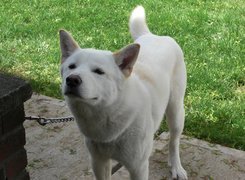 Jindo, łańcuch