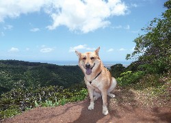 Jindo, niebieskie, niebo