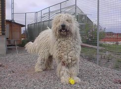 Komondor, wysoki, płot