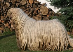 Komondor, drewno