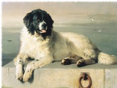 Landseer, mewy