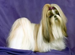 Lhasa Apso, kucyk