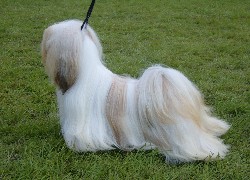 wyczesany, Lhasa Apso