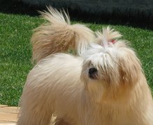 Lhasa Apso