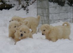 cztery, słodkie, szczeniaki, Maremmano-abruzzese