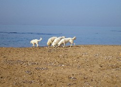 Maremmano-abruzzese, plaża