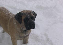 morda, Mastifa angielskiego, śnieg