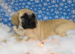 Mastif angielski, Mastiff