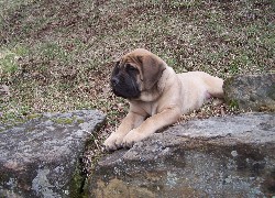 Mastif angielski, Mastiff, kamienie