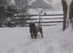 ośnieżony, Mastif angielski, Mastiff