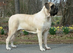 Mastif angielski, Mastiff, żółte, kwiatki