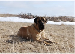 Mastif angielski, Mastiff, łąka