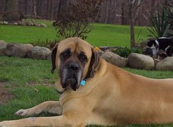 Mastif angielski, Mastiff, ogród, kot