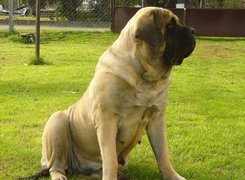 suka, Mastif angielski, Mastiff