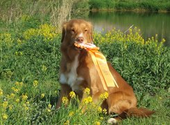 Retriever z Nowej Szkocji, medal