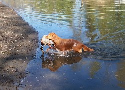 Retriever z Nowej Szkocji, kaczka