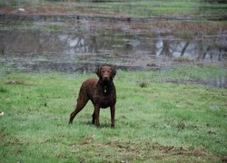 Mokry, Chesapeake Bay retriever