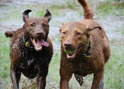 Dwa, mokre, Chesapeake Bay retrievery