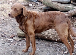 Chesapeake Bay retriever