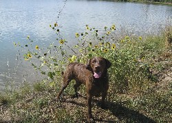 Chesapeake Bay retriever, woda