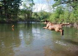 Aportujący, Chesapeake Bay retriever