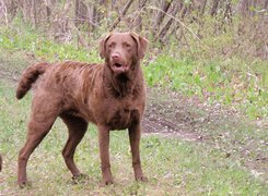 Brązowy, Chesapeake Bay retriever