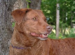 Głowa, Chesapeake Bay retrievera