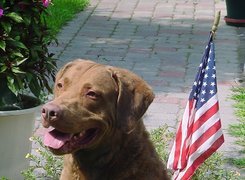 Chesapeake Bay retriever