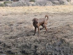 Mokry, Chesapeake Bay retriever