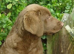 Chesapeake Bay retriever, Szczeniak