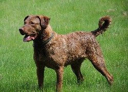 Piękny, duży, Chesapeake Bay retriever