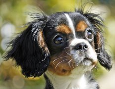 Mordka, King Charles Spaniel