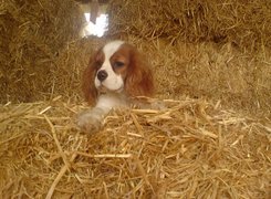 King Charles Spaniel, siano