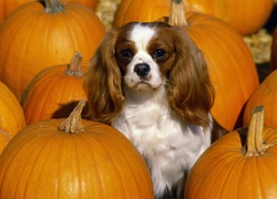 King Charles Spaniel, dynie