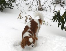 Rudo-biały, King Charles Spaniel, śnieg