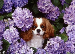 King Charles Spaniel, fioletowe, kwiatki