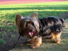 Australian Silky Terrier