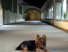 Leżący, Australian Silky Terrier, smycz