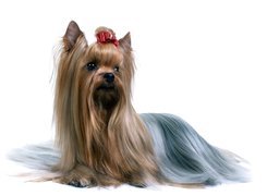 Słodki, Australian Silky Terrier, czerwona, kokardka