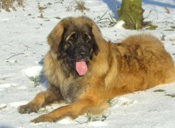 Leonberger