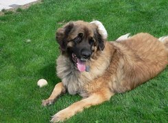 Leonberger, piłeczka